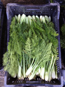 sites/default/files/almanac_fennel.jpg