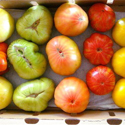 sites/default/files/balakian_tomatoes.jpg