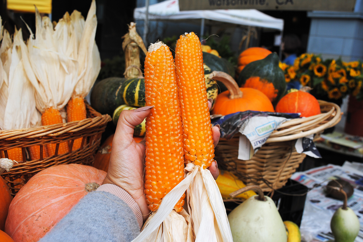 A hand holds two ears of corn, the title image to "10 Foods Native to the Americas"