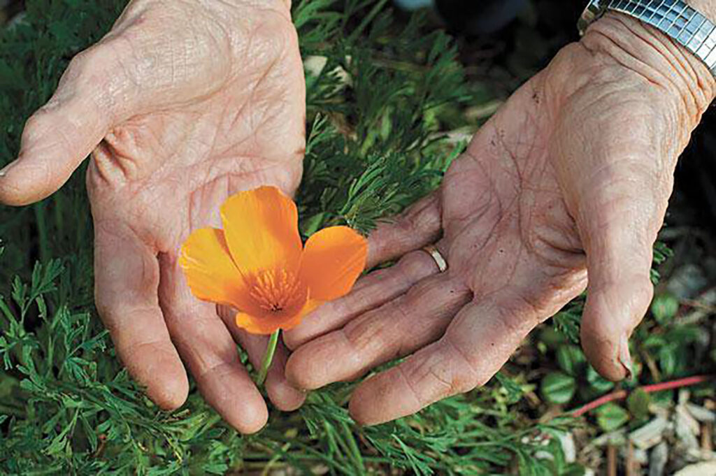 Two hands hold an orange poppy on Cypress Flower Farm.