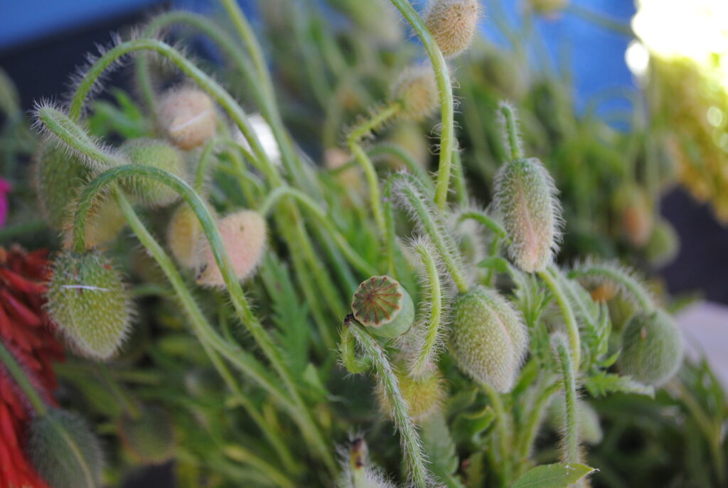 Poppies, before they have bloomed, at Cypress Flower Farm's stand at Foodwise's Ferry Plaza Farmers Market in San Francisco.