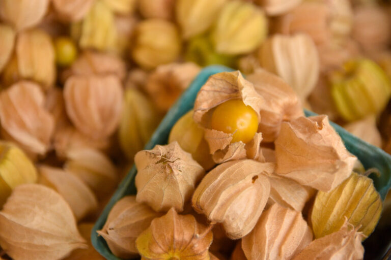 Husk cherries