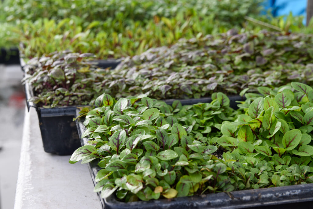 Trays of sprouts and microgreens at Brooks and Daughters' stand at the Ferry Plaza Farmers Market in San Francisco.