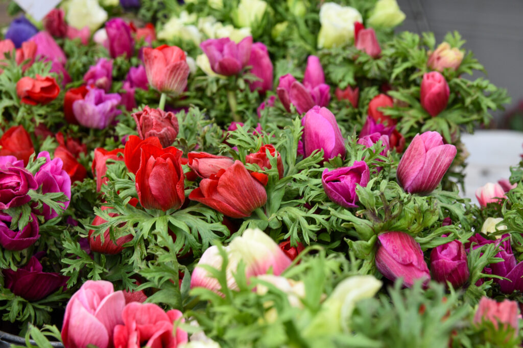 Red, pink, and white anemone flowers at Cypress Flower Farm's stand at Foodwise's Ferry Plaza Farmers Market in San Francisco.