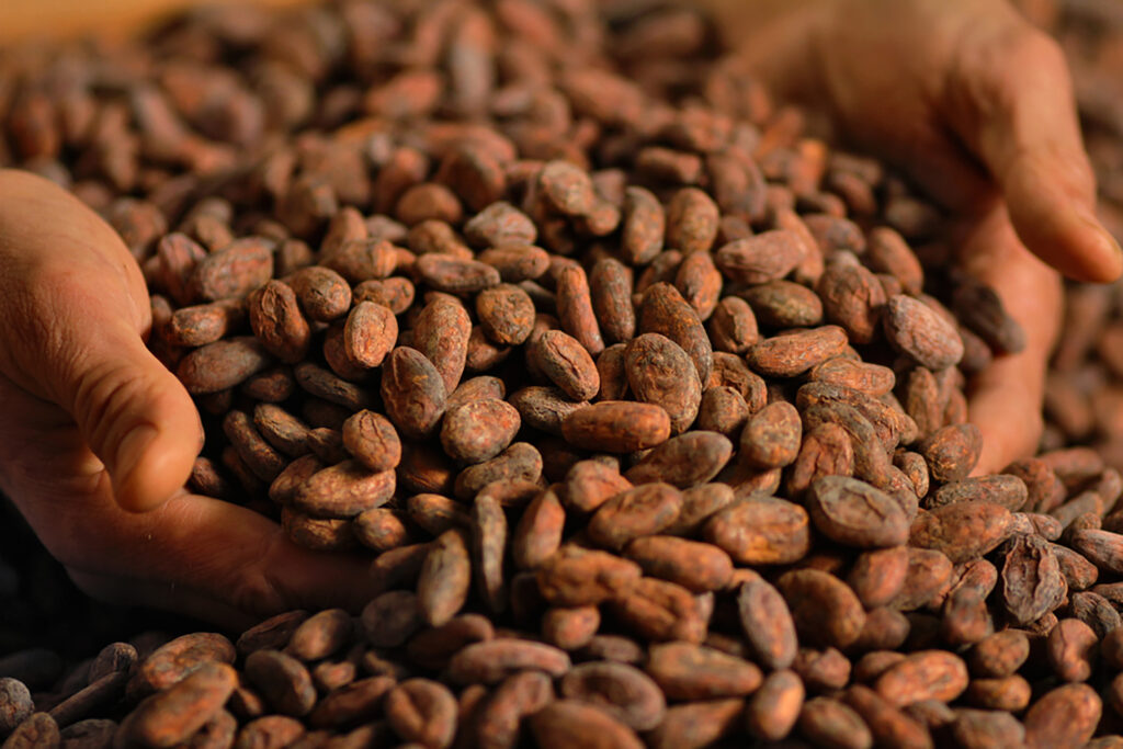 Photo of two hands holding cocoa beans