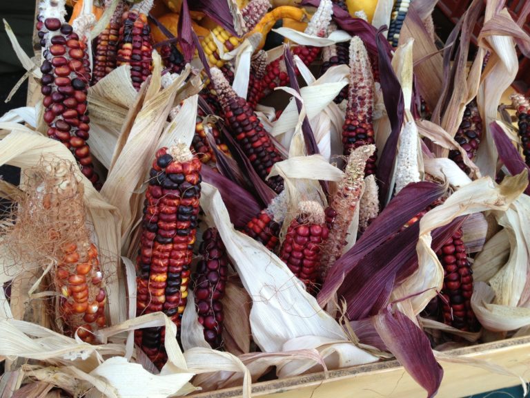 Ornamental corn