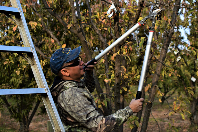 A farmworker uses shears to prune a fruit tree.