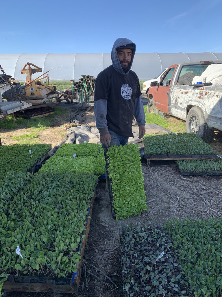 Someone holds up a flat of seedlings on a farm.