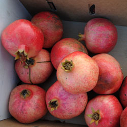 sites/default/files/pomegranates_blossom_bluff.jpg