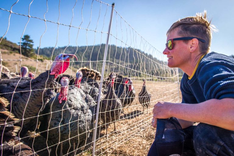 Farmer Dede Boies of Root Down Farm looking at live turkeys at her ranch