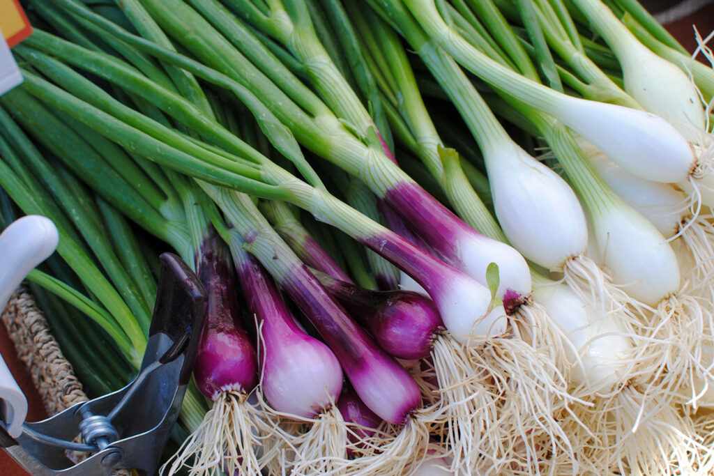 Red and white spring onions