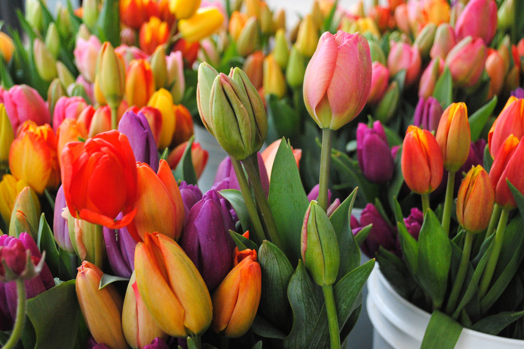 tulips in varying colors including pink, purple, orange, and red